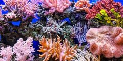 أنواع المرجان